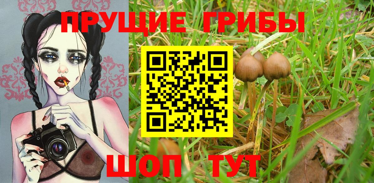 Галлюциногенные грибы Cubensis  Вход с VPN  Галлюциногенные грибы Cubensis  Курчатов 